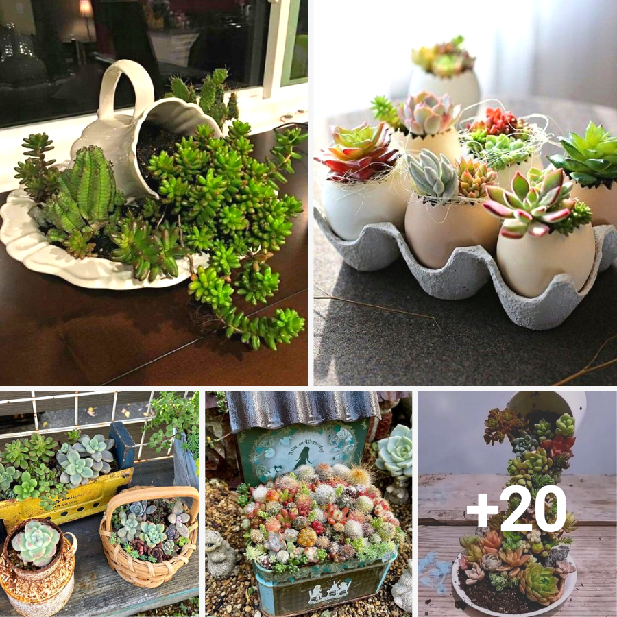 Modern Indoor Succulent Garden Ideas Zugnews